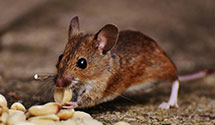 24 Hour & Emergency Exterminators in Spring Island, SC